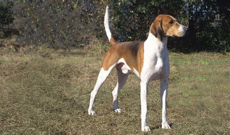 American Foxhound - Temperament, Lifespan, Shedding, Puppy