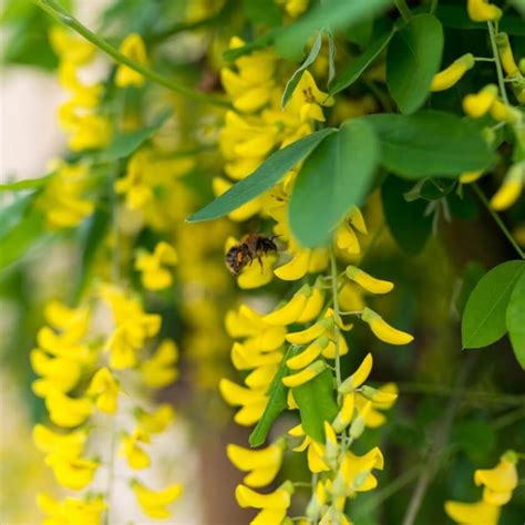 Gemeiner Goldregen Laburnum Anagyroides