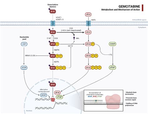 Gemcitabine Metabolism and Mechanism of Action | BioRender Science Templates