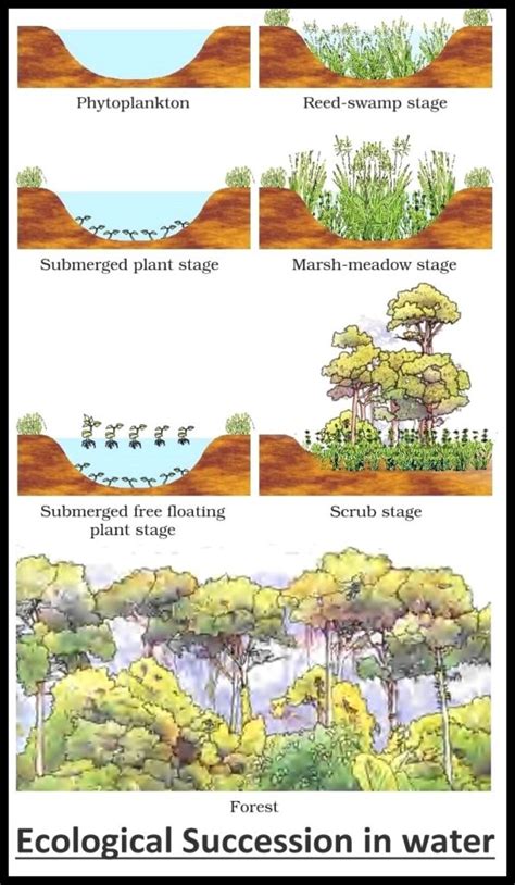 Ecological Succession Primary Secondary Succession Study Wrap