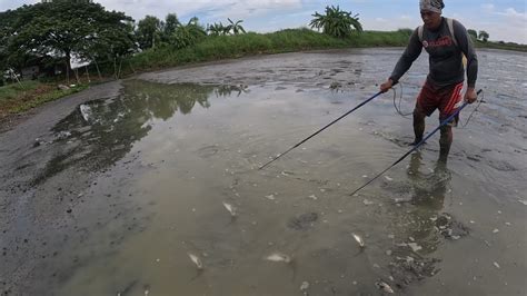 Nagtalsikan Ang Maliliit Na Isda Sa Pinatuyong Palaisdaan Grabe Dami Pa