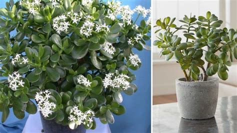 Faire Fleurir Un Arbre De Jade Entretenir La Plante Porte Chance