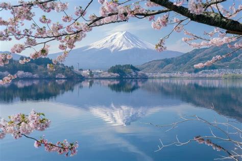 Premium Photo | Lake Kawaguchiko Mt Fuji and cherry blossoms in spring