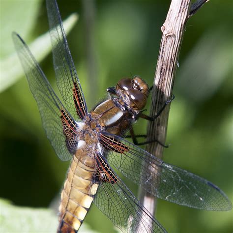 Libellula Depressa Platbuik Ouwesok Flickr