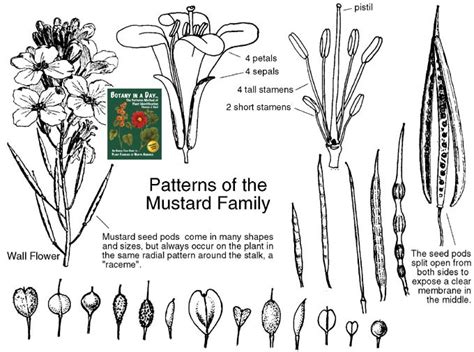 All Things Beautiful Botany The Seven Most Common Families Of Plants