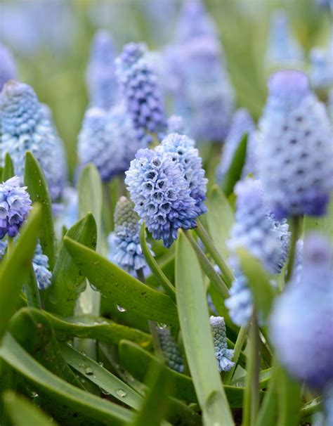 Buy Muscari azureum (Grape hyacinth ) - De Warande - Strongbulbs.com