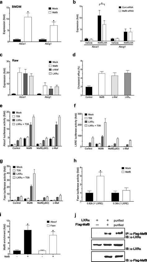 Mafb Facilitates Cholesterol Efflux By Upregulating Atp Binding