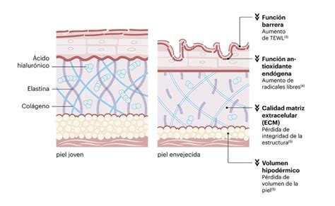 Elastina Qu Es Y Por Qu Es Esencial Para La Salud De Tu Piel