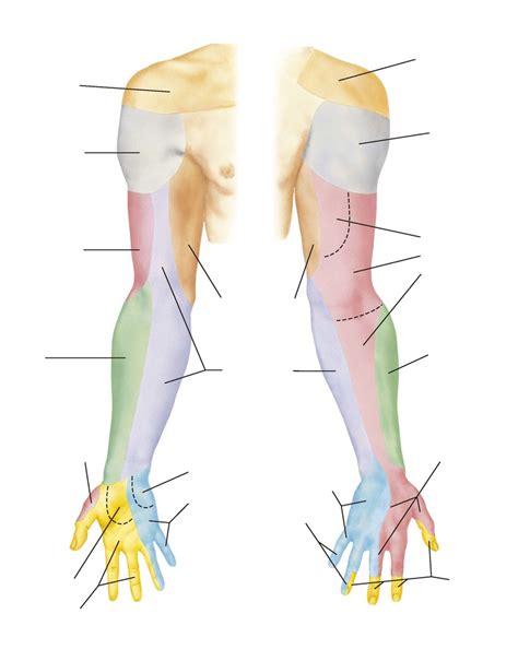 Diagrama para Prancha 400 Inervação Cutânea do Membro Superior Quizlet