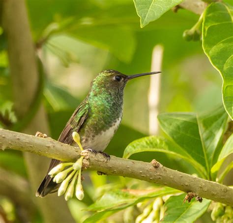 Foto Beija Flor De Garganta Verde Chionomesa Fimbriata Por Ernesto