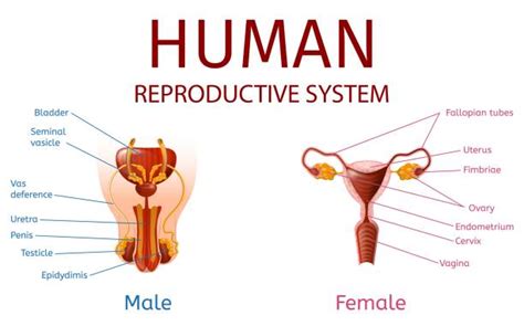 Background Of The Labeled Diagram Of The Male Reproductive System