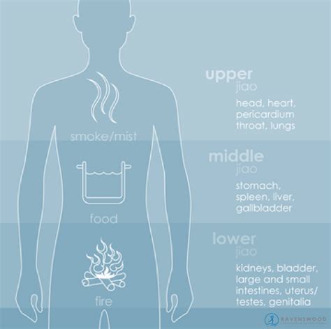 Is The Interstitium The Mysterious Triple Warmer Rennwellness