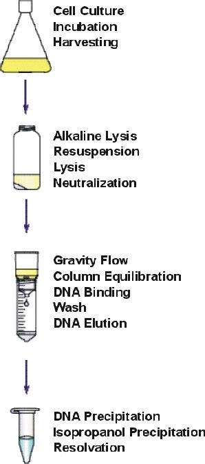 Bio-Resource: Plasmid Extraction / plasmid prep protocol & principle