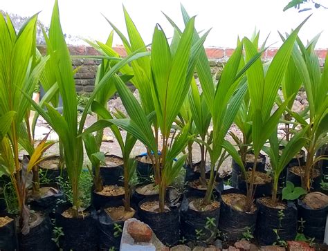 Jual Bibit Kelapa Dalam Di Rantau Prapat Jual Bibit Tanaman Unggulan