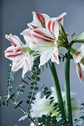 Red And White Striped Amaryllis Named Ambiance Stock Photo Download