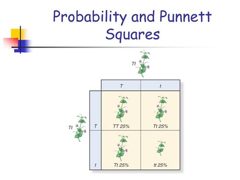 Ppt Classical Genetics Powerpoint Presentation Id118031