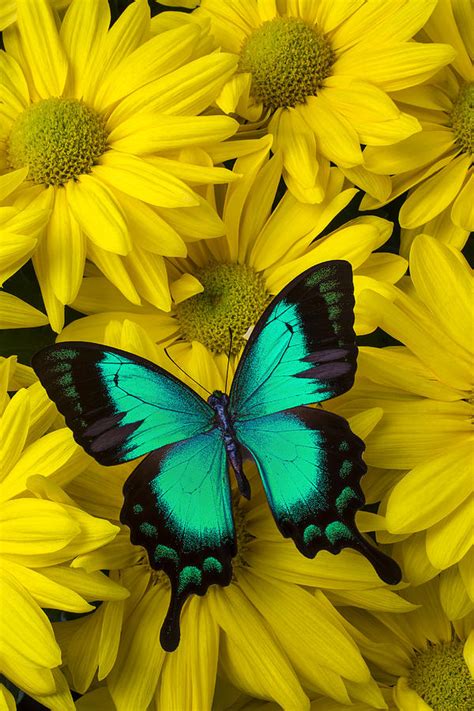 Beautiful Green Butterfly Photograph By Garry Gay