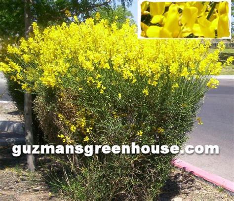 Spanish Broom Plant - Guzman's Garden Centers