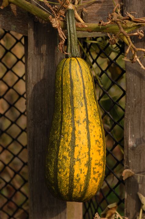 Winter Squash ~ The Paleo Mom