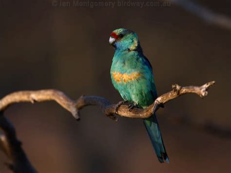 Australian Ringneck photo image 7 of 15 by Ian Montgomery at birdway.com.au