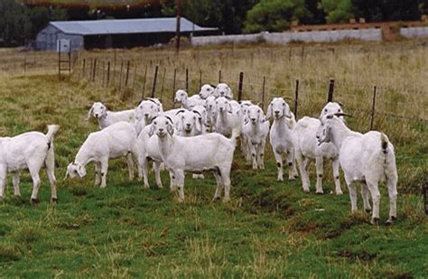 How To Start A Goat Farming Business In Africa Motivation Africa