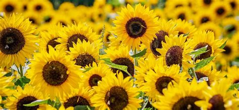 Cómo cultivar girasoles en maceta