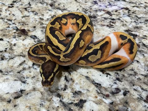 fire pied ball python  smokin serpents morphmarket