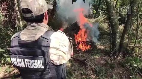 Vídeo Polícia Federal realiza operação para erradicar cultivos de