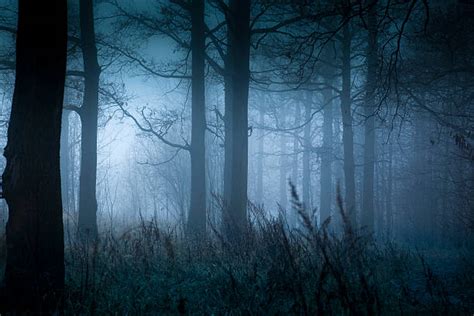 2,000+ Dark Ominous Forest Stock Photos, Pictures & Royalty-Free Images - iStock