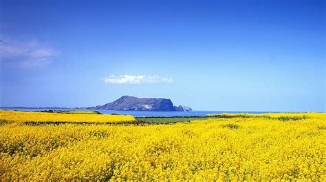 HD wallpaper: Jeju Island Korea Life Landscape photo Wallpaper 1 ...