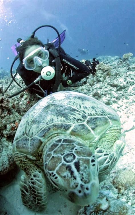 Melihat Penyu Bertelur Di Pulau Sangalaki Life Is An Absurd Journey