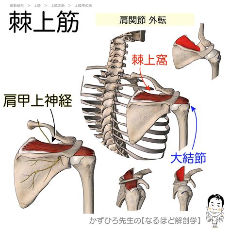 棘上筋の起始・停止・支配神経（supraspinatus）暗記用画像付き 徹底的解剖学