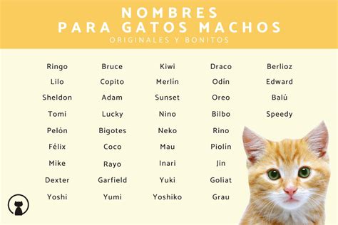 50 Opciones De Nombres Para Gatos Con La Letra M Mascotario