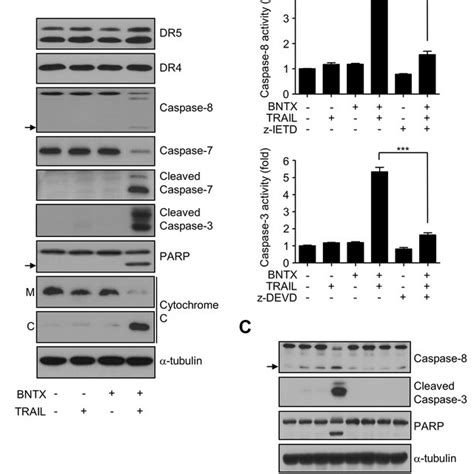 BNTX Induces TRAIL Induced Apoptosis In AsPC 1 Cells Through Caspase