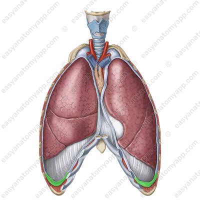 Anatomy Of The Pleura Easy Anatomy D