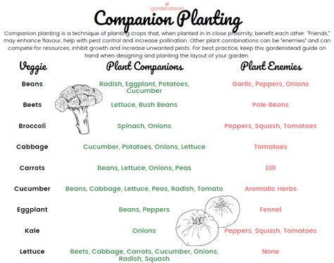 Companion Planting Guide Gardenstead Companion Planting Companion