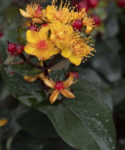 St John S Wort Floral Berry Sangria Pine Lane Nursery