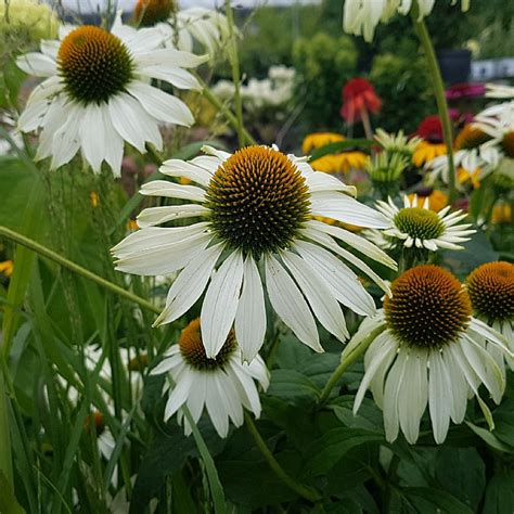 Echinacea White Swan Find Haveplanter