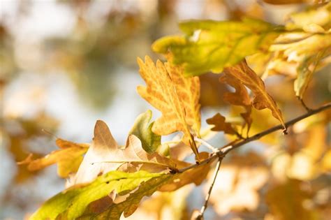 Premium Photo Autumn Yellow Leaves Of Oak Tree With Acorns In Autumn