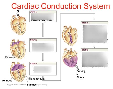 Cardiac Conduction System Diagram Quizlet