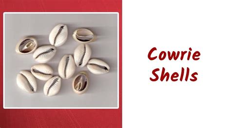 Cowrie Shells All Information With Uses And Benefits Pratyangira Siddhi