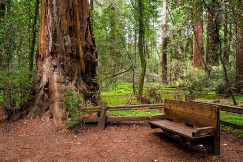 Henry Cowell Redwoods State Park In Felton Ca Americas State Parks