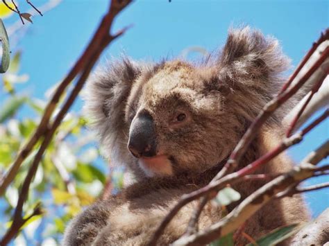 Animals of Kangaroo Island, Australia : r/Animals