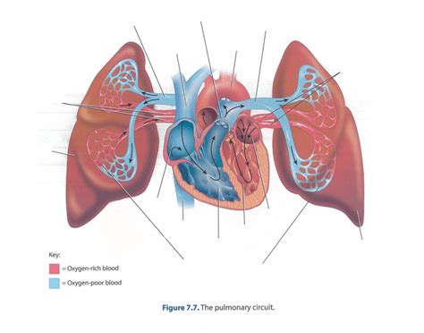 pulmonary circuit quiz