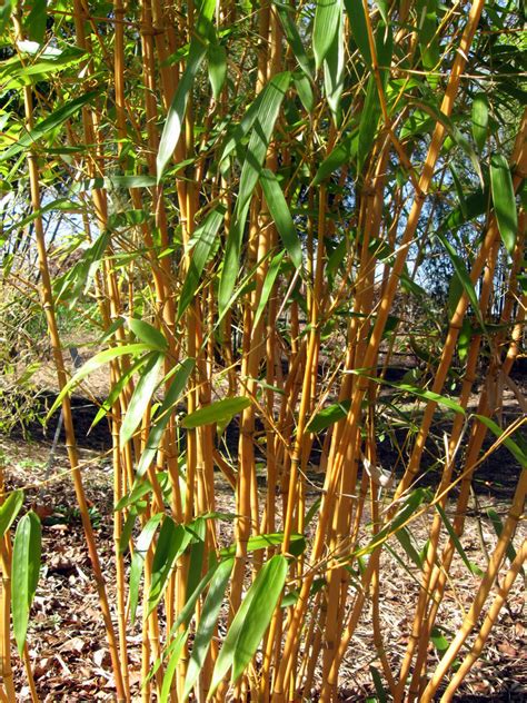 Phyllostachys Aureosulcata F Aureocaulis Yellow Groove Bamboorhs