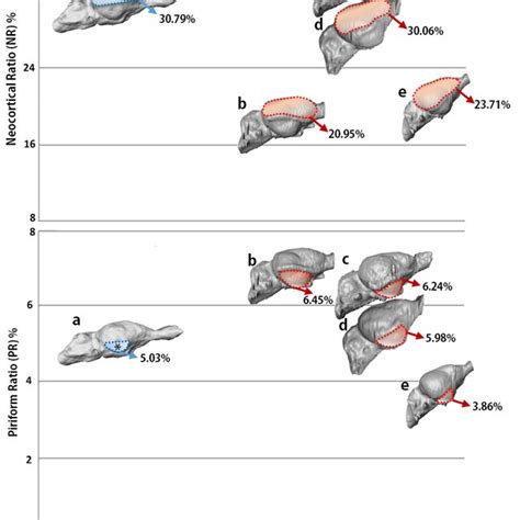 (PDF) Virtual Endocast Morphology of Mesotheriidae (Mammalia ...