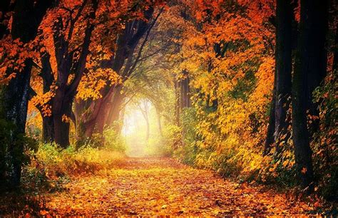 Los mejores paisajes de otoño para disfrutar