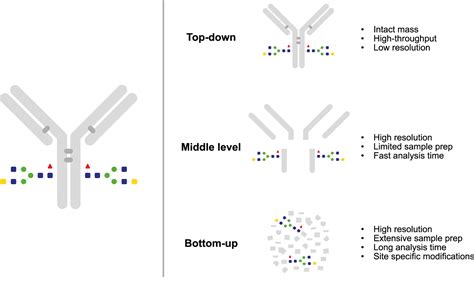 Genovis Mass Spectrometric Analysis Of Antibodies