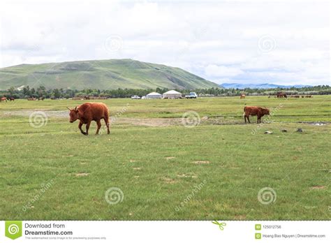 La Vie De Nomade Du Mongolian Sur La Savane Photo Stock Image Du