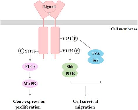 Signaling Pathways Activated By Vegfr2 The Phosphorylation Of Tyrosine